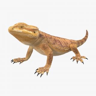 3D Bearded Dragon Pose 2