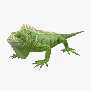 Green Iguana 3D