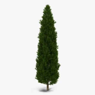 Cypress Tree 3D