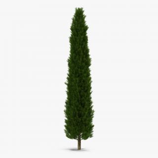 Cypress Tree 2 3D model