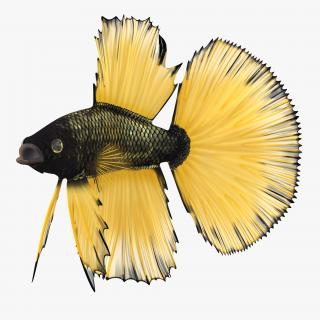 Betta Fish Rigged 3D