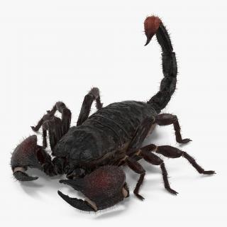 3D model Black Scorpion Pose 3 with Fur