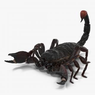 Black Scorpion 3D model