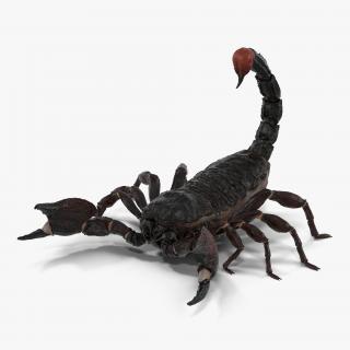 3D Black Scorpion Pose 2