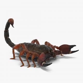 3D model Scorpion