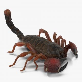 3D model Scorpion Pose 3