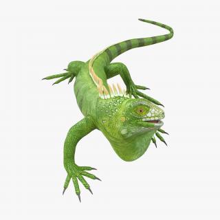 Green Iguana Rigged 3D model