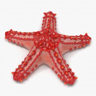 3D Starfishes Collection 2 model