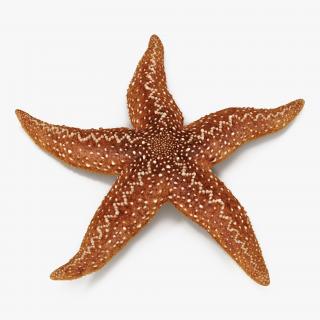 Starfish 2 Rigged 3D