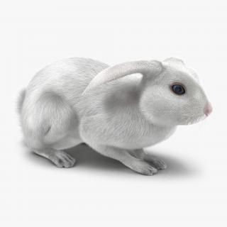 White Rabbit Pose 2 3D model