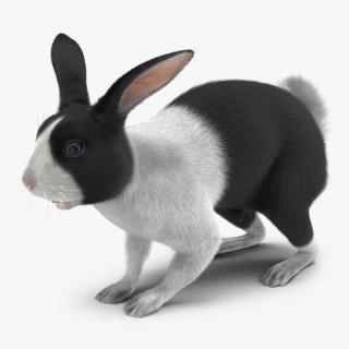 Black Rabbit 3D