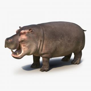 Hippopotamus 2 3D model