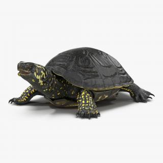 3D model European Pond Turtle