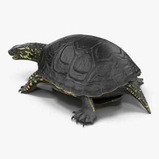 European Pond Turtle Pose 2 3D