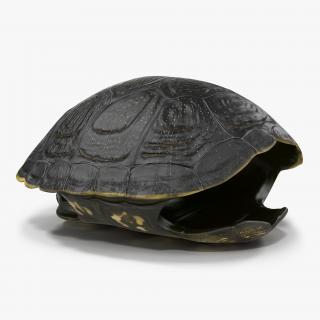 Turtle Shell 2 3D model