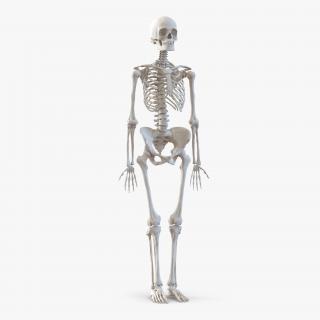 3D Human Female Skeleton