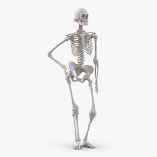 3D Human Female Skeleton Pose 2 model