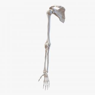 3D model Human Arm Bones