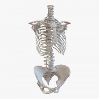 3D Female Torso Skeleton