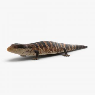 3D Blue Tongued Skink model