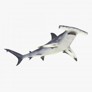 Great Hammerhead Shark Rigged 3D model