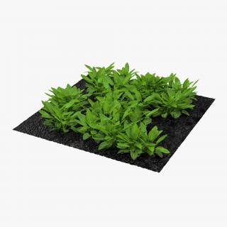 Sorrel Plants in the Garden 3D