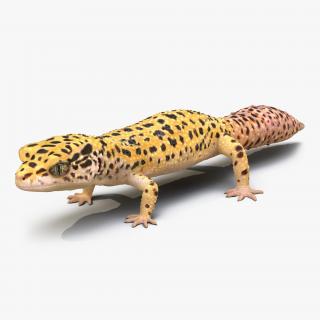 3D Leopard Gecko model