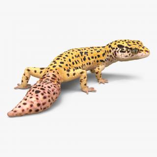 3D model Leopard Gecko Pose 4