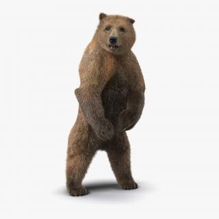 3D Brown Bear Standing Pose with Fur model