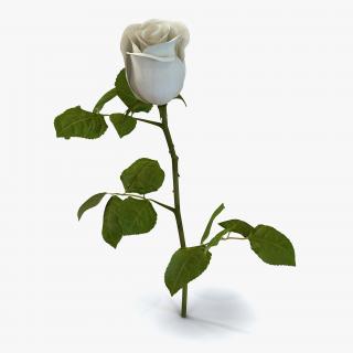 Rose 2 White 3D