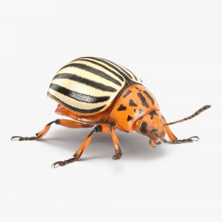 3D Colorado Potato Beetle with Fur Rigged model