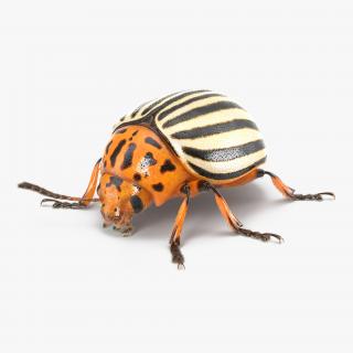 3D Colorado Potato Beetle with Fur