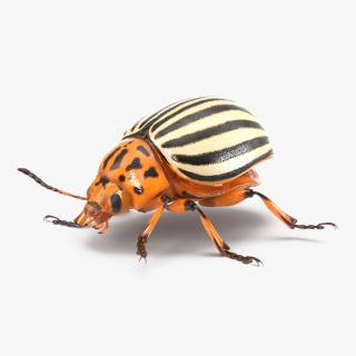 Colorado Potato Beetle Rigged 3D model