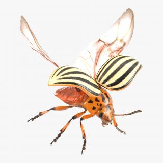 3D model Colorado Potato Beetle 2 with Fur Rigged