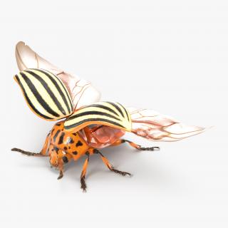 3D Colorado Potato Beetle 2 with Fur model