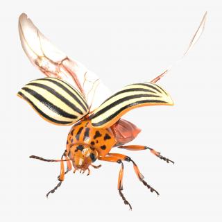 3D Colorado Potato Beetle 2 Rigged