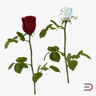 3D Roses Collection