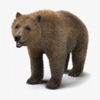 Brown and Polar Bears Rigged Collection 3D model