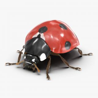 3D LadyBug with Fur