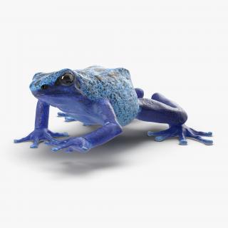 3D Poison Dart Frog Rigged model