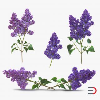 Syringa Lilac Collection 3D model