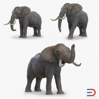 3D model Elephants Collection