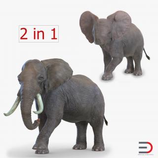 Elephants Rigged Collection 3D