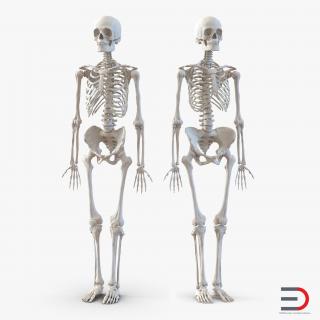 Human Male and Female Skeletons Collection 3D