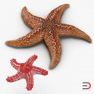 3D Rigged Starfishes Collection model