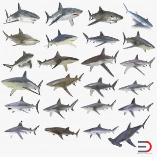 Sharks Collection 9 3D model