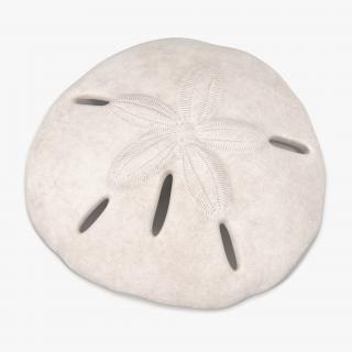 3D Sea Shell Sand Dollar