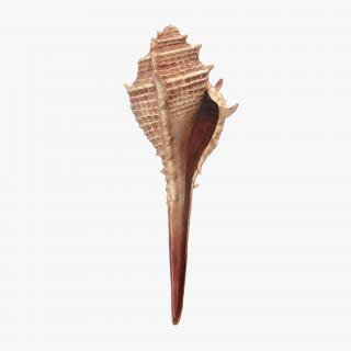 3D model Seashell 3