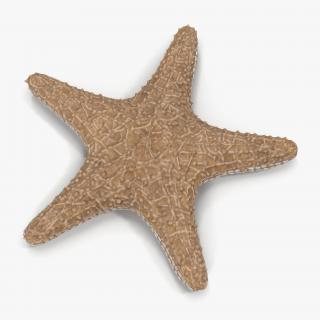 3D model Starfish