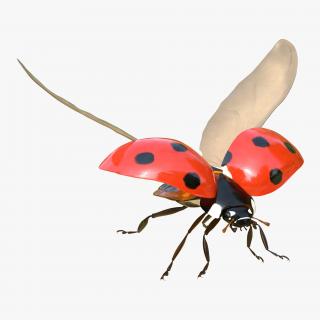 3D Flying Ladybug Rigged